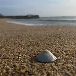 Seashell Consolacao *