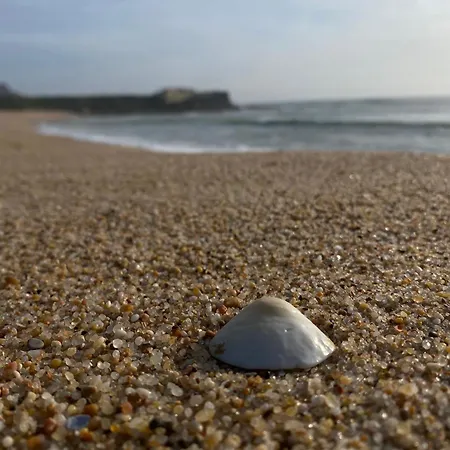 Seashell Consolacao *